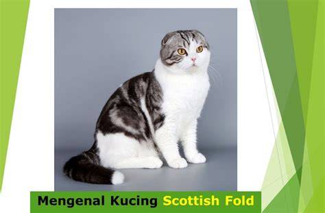 741 TuBe8 nikmati navigasi mudah lihat kucing scottish fold romantis image 5
