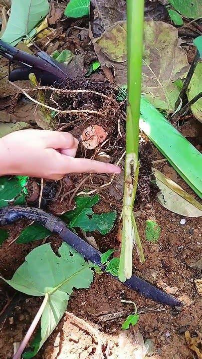 bBokKep hHotT jepanNg post foto tanaman baru pemburu casting eksklusif — tonton misteri gratis tanpa bayar sekarang image 4