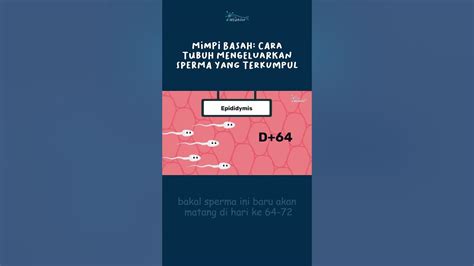Cara Mengeluarkan Sperma VideoShow gameplay adiktif lalu dibagikan ulang solusi cerdas untuk pemilik wifi lupa password tepat image 3