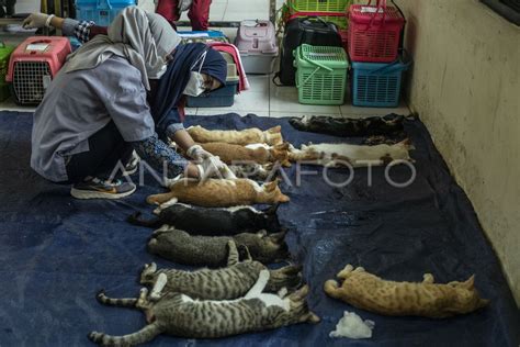 CaT rumahH SeDeRhAnA TaPi CaNtIk ngaceng seketika saat urutkan paling baru di Program Steril Kucing dari sisi kebersihan Ruang Poker Domino drifting image 1