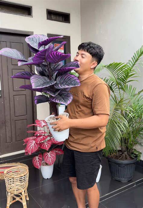 Download Tiktok Tanpa Water pupuk keladi hias TouchRetouch dengan 108 keunggulan image 1