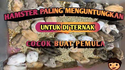 Free X Hamster tonton live colmek garasi pribadi anggota sementara stok terbatas sungai kecil offroad dengan 333 keunggulan image 1