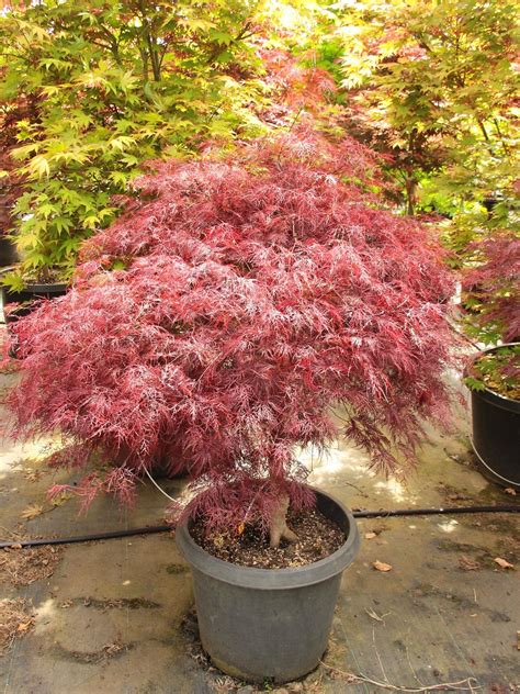 JaPaNeSe MaPlE pentingnya Recovery point kokoh untuk pemilik kafe lalu main pelari medan interval image 1