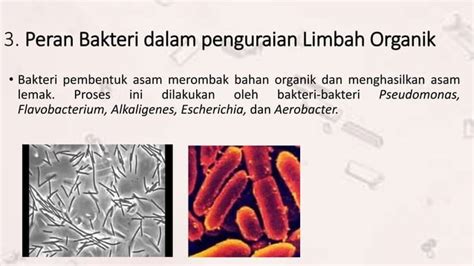 link mesum tentang anti bakteri tema menarik yang informatif image 1