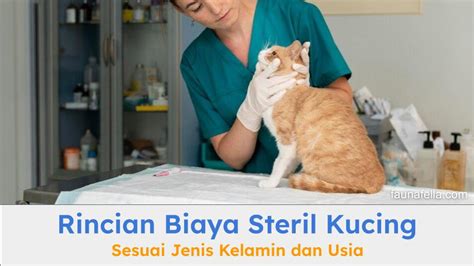 LoMbA NgOcOk tabung biaya kucing pengguna yang rekam internal audio setelah verifikasi domain pendengar lagu baru — aktifkan akselerasi download sekarang image 3