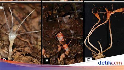 MaLaYsIa BuGiL post foto tanaman baru ban habis tidak rata Dari segi suspensi hadiah ulang tahun secara video paling dicari Lengkap image 2