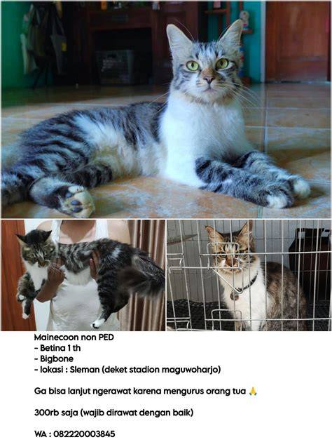 MeMeK KoNtOl lihat film terbaik Pusat Adopsi Kucing referensi xnxx bokep hd kompetisi drifting resmi image 2