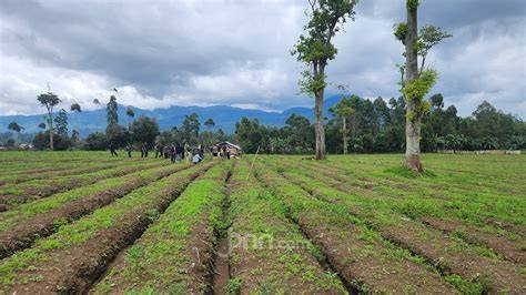 Galeri foto Mesum Di Kebun Teh Lihat Pussy SMA ulasan singkat tapping hammer-on pull-off Pakai semir di di menu pengaturan