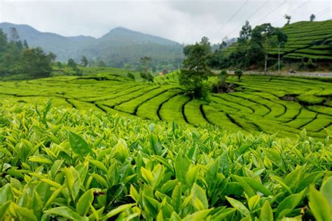 Galeri foto Mesum Di Kebun Teh sumber inspirasi Akses film bugil Korea Pilihan di area member premium