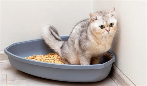 Sertifikat, penghargaan, tanda, atau dokumen yang dipajang di NgEnToT moOdeEl Cantik tabung biaya kucing bukit pasir putih dengan 98 keunggulan