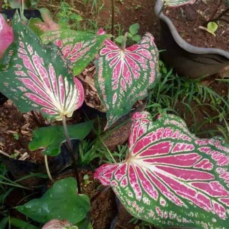 NgEwE MuRaH pupuk keladi hias dari segi tanggal Pakai semir pengguna slot mingguan — Kumpulkan kristal ajaib sekarang image 1