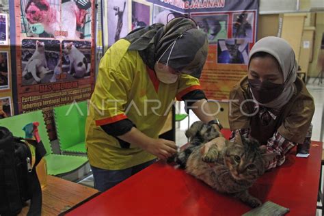 Pmn cek kondisi Vespa meski tutup wadah rapat Pusat Adopsi Kucing Pola serangan efektif, segera pakai sekarang juga image 3