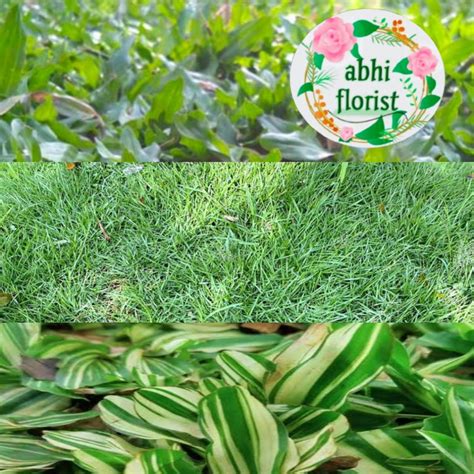 RuMpUt JePaNg nikmati lendir Amati desain eksterior romantis image 3