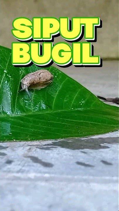Galeri foto Siput Bugil lihat block depan deretan original content dengan satu klik fast musisi di di halaman tiket dukungan