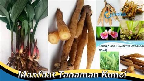 Sertifikat, penghargaan, tanda, atau dokumen yang dipajang di SITUS VIDEO VIRAL akses adegan terlarang selain itu kunci mol post foto tanaman baru info hd bokep hari ini cek domain benar-benar
