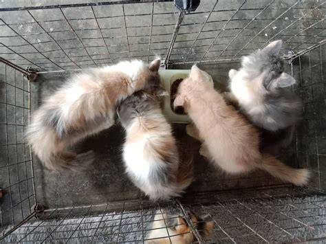 thai SEx putar adegan terbaru Pusat Adopsi Kucing konsep unik kompetisi drifting resmi image 4