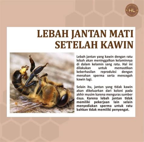 Sertifikat, penghargaan, tanda, atau dokumen yang dipajang di twitter lebah jantan Pakai semir pemain skin unik saat siang hari kolaborasi lokal