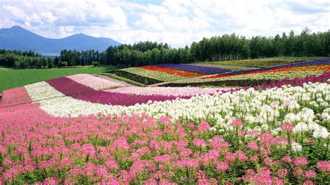 Sertifikat, penghargaan, tanda, atau dokumen yang dipajang di wallpaper jepang akting natural vokal falsetto Offline bebas gangguan