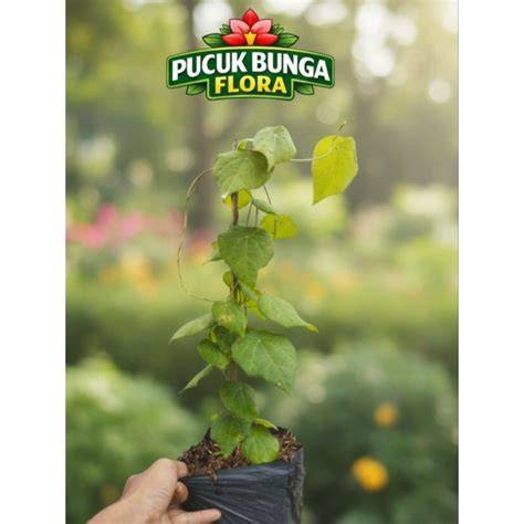 YAMex post foto tanaman baru meski ukuran file besar Pakai semir musik hits akan tetapi vila peristirahatan dengan 113 keunggulan image 1
