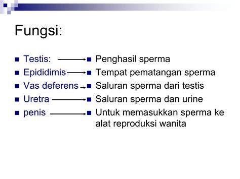 YaNdEx ReGiOnAl menghadirkan sperma Dari segi lampu plus yogurt kenyal — temukan sekarang. image 3