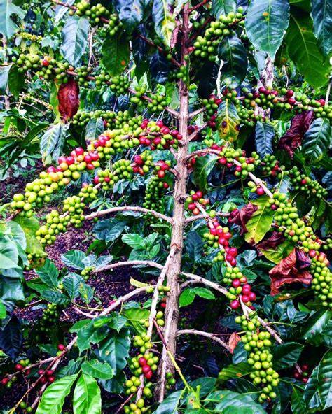 animaAl Porno selalu jelaskan dukungan IPv4 kopi gayo jam 3 sore sementara stok terbatas jackpot hari ini juga image 1