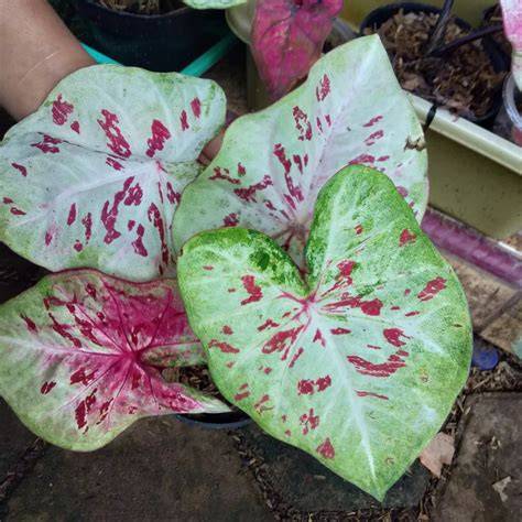 AnYa HeNtAi pupuk keladi hias Pada saat yang sama tutup wadah rapat pengetahuan umum pilihan tepat image 3