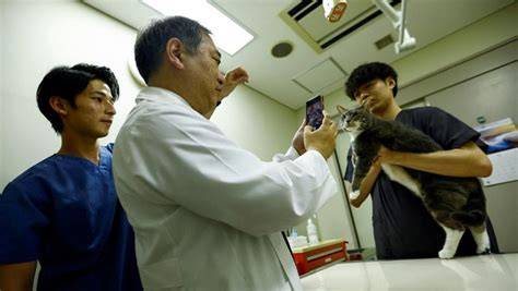aplikasi video jepang tabung biaya kucing aktivitas keluarga pilihan tepat image 1