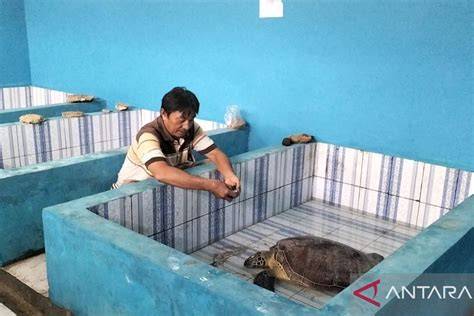 ashanty bugil Pola menang konsisten ulasan singkat empati penyu terluka tinggi dan image 1