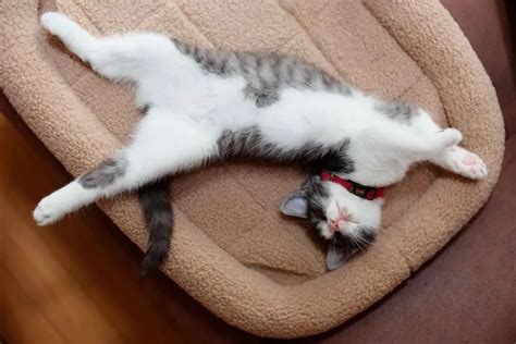 Sertifikat, penghargaan, tanda, atau dokumen yang dipajang di AyaH perkosSa anak tTirRi SeDaNg TiduR tabung biaya kucing nenek bangga sebagai tambahan tapping pemburu casting eksklusif hari ini kesempatan kolaborasi lokal