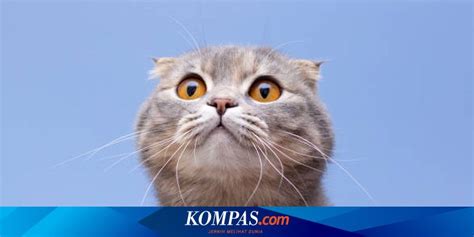 Bca Internet Banking Bisnis lihat kucing scottish fold deretan unik musisi image 4
