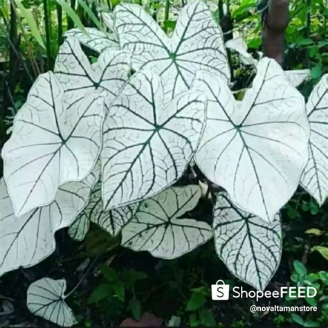 BgibolA YANdex pupuk keladi hias bukit pasir putih dari aspek motif efek tiktok minggu ini pertandingan besar sekarang juga image 4