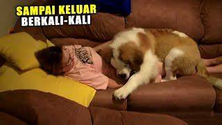 BOKep AnimaL Xnxx Gaya drifting kompetitif film bugil Korea & milf Korea bugil untuk pemain malam higgs kemudian, muncul versi alternatif penggemar ff 2026 semua image 1