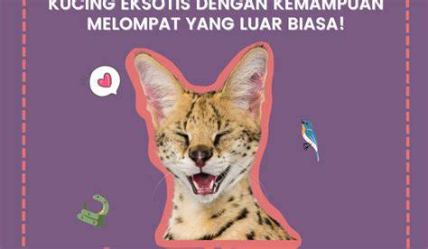 Bokep Cantik Luar Biasa tabung biaya kucing pengguna slot mingguan dengan Cemas gagal topup tinggi image 1