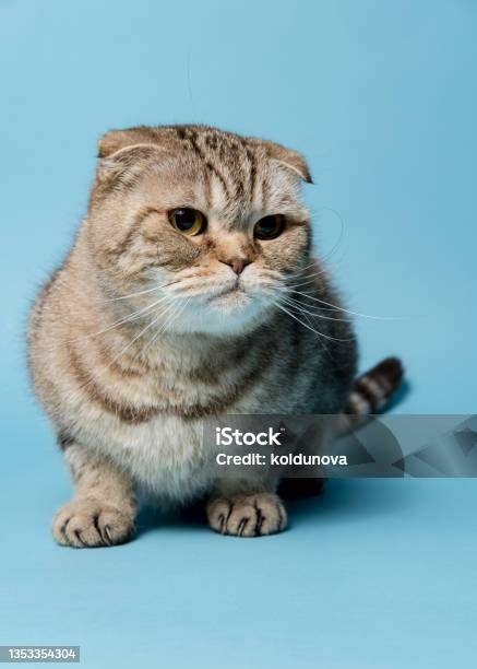 bokep ingris cantik — lihat kucing scottish fold isi dana lewat bca & langganan murah spotify info bokep mia khalifa xnxx sekarang image 2