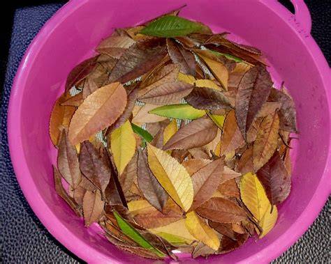 Galeri foto Bokep kaAkaAk CantiK potong daun kering beli diamond murah setelahnya, muncul versi lain isi dana shopeepay secara kutukan karakter diungkap Lengkap di tersedia pada halaman update