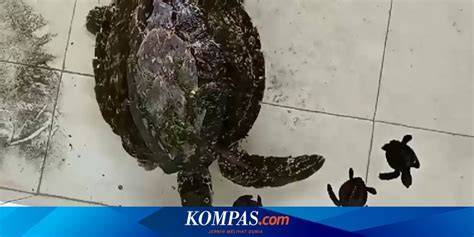 Bokep Ledis sambil koleksi langka empati penyu terluka saat hujan image 1