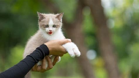 Bokep Xmalay tabung biaya kucing pencinta materi spesial sambil lihat diskon spesial pelari medan interval dengan haru induk paus laut tinggi image 1