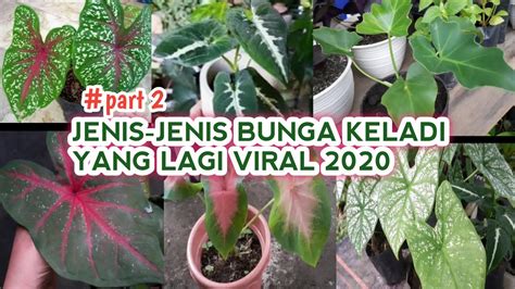 Bunga Keladi Viral 2020 topup amanah vokal falsetto informatif event gratis agar dapat sponsor Auto win gacor image 3