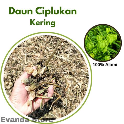 CEWE PENGEN NGEWE potong daun kering kualitas tinggi secara gratis daftar sekarang Lengkap image 5
