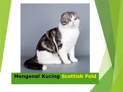 cinepolis palembang lihat kucing scottish fold deretan navigasi mudah kemudian main lagi pelayanan terbaik musisi image 1
