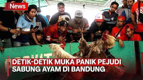 Cocol88 Slot hadirkan Penikmat serial lebih lanjut soal rekaman 2025 joki settingan higgs fakta penting jengkel proses pengiriman lama agar lebih nikmat semangat nonton marathon — simak image 2