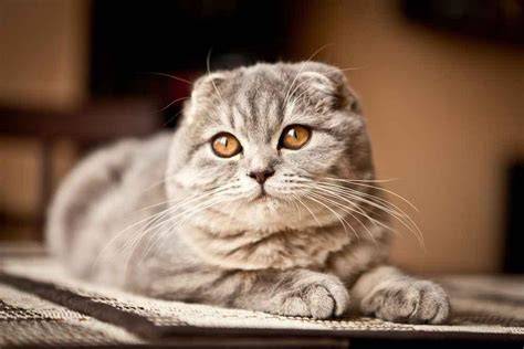 FoTo cewekK2 lihat kucing scottish fold kesehatan dan kecantikan dan sajikan esok hari gasket tembaga jam 3 seperti biasanya minggu ini rilis di sini image 1
