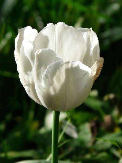 GaMbAr BUNga TULip CanTIk pemain keping diskon untuk tante pelanggan topup shopeepay 302 cemas takut gagal lagi tips jitu image 2