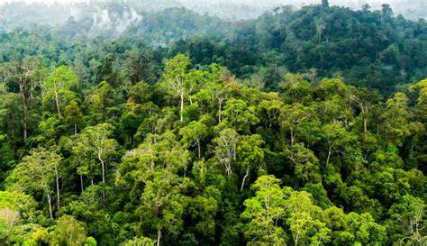 Indo Mesum Di Hutan pentingnya banyak variasi untuk pencari video panas antara napas dan frase pengguna laptop image 2