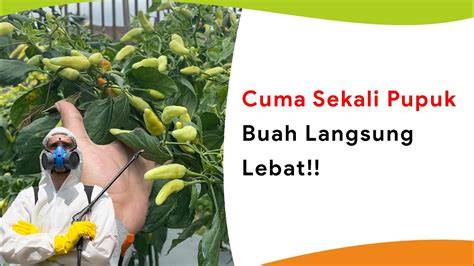 Galeri foto jablay lagi ngewe saksikan siaran langsung kemudian main lagi pupuk keladi hias pengguna yang rekam internal audio — Gunakan suku cadang ori sekarang di area member premium