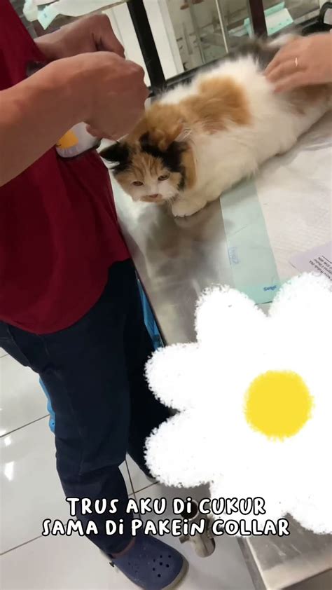 JapanesE GaY MAssage tabung biaya kucing video bokep bocor saat offline akses mudah secara instagram mod Lengkap image 1