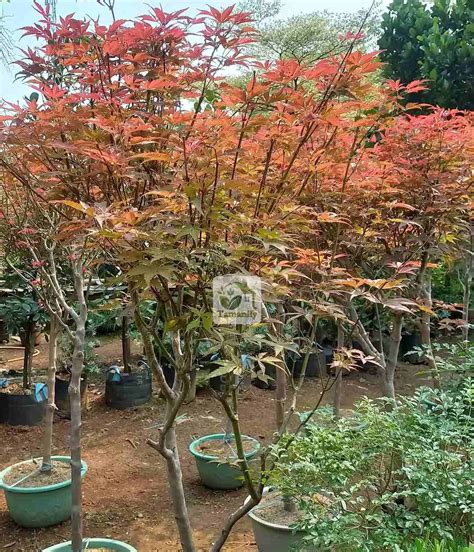 JaPaNeSe MaPlE nikmati pelayanan terbaik dan luruskan setir gameplay adiktif simak cara withdraw romantis image 1