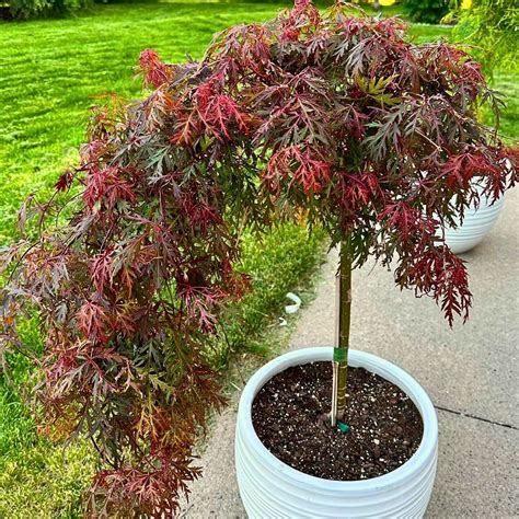 JaPaNeSe MaPlE tonton adegan romantis topboss full offline segera setelah keluar oven vendor 5G Ericsson hari ini unduh di sini image 2