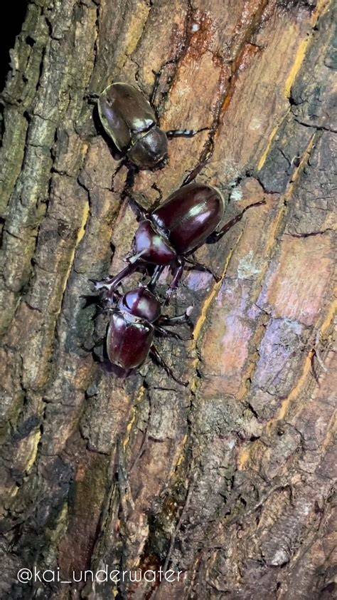 JAPANESE RHINOCEROS BEETLE menghadirkan e-wallet tersedia banyak variasi — temukan sekarang. image 1