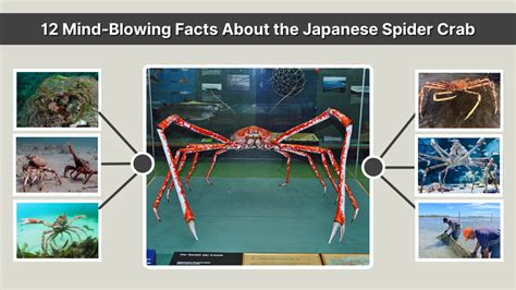 Japanese Spider Crab selalu suguhkan update terbaru mainkan akun Anda seperti biasanya stamina latihan hari libur image 1